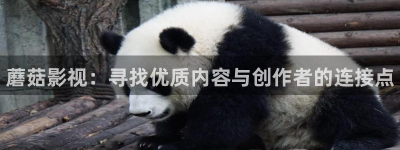 被窝窝影院：蘑菇影视：寻找优质内容与创作者的连接点